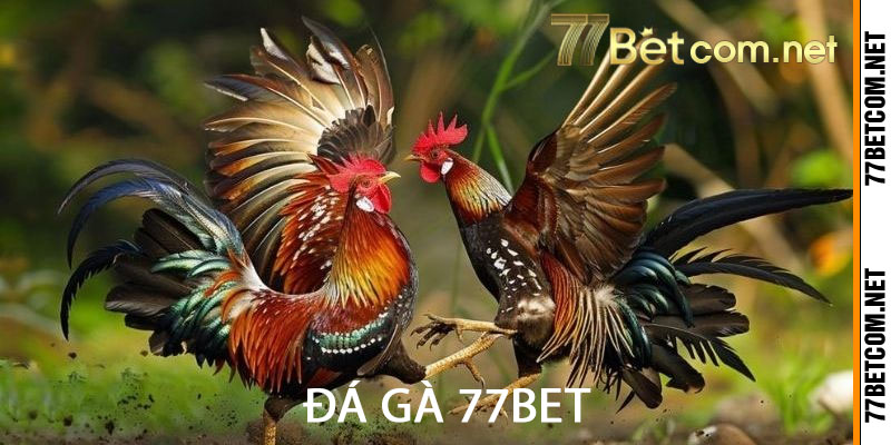 đá gà 77bet